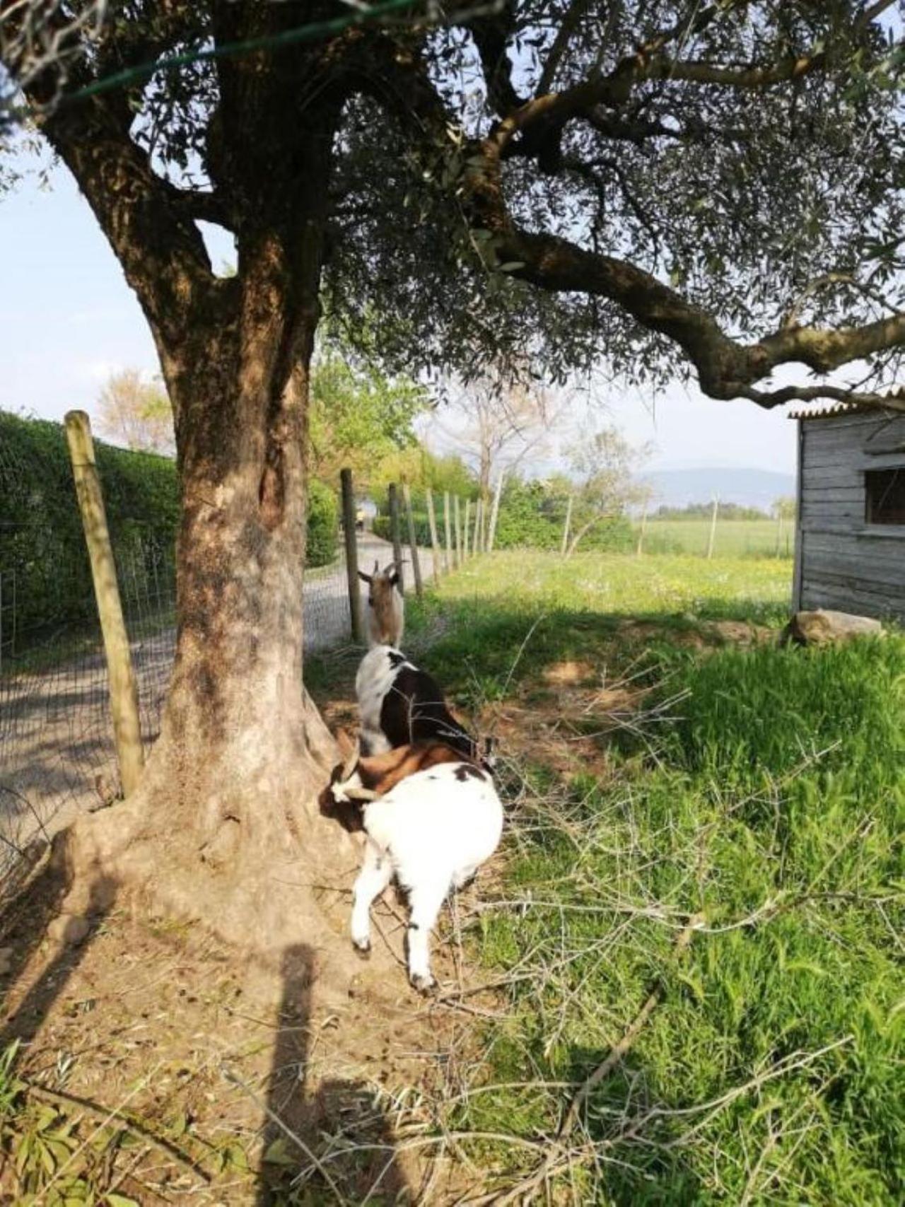 Dolce Lago B&B San Felice del Benaco Zewnętrze zdjęcie