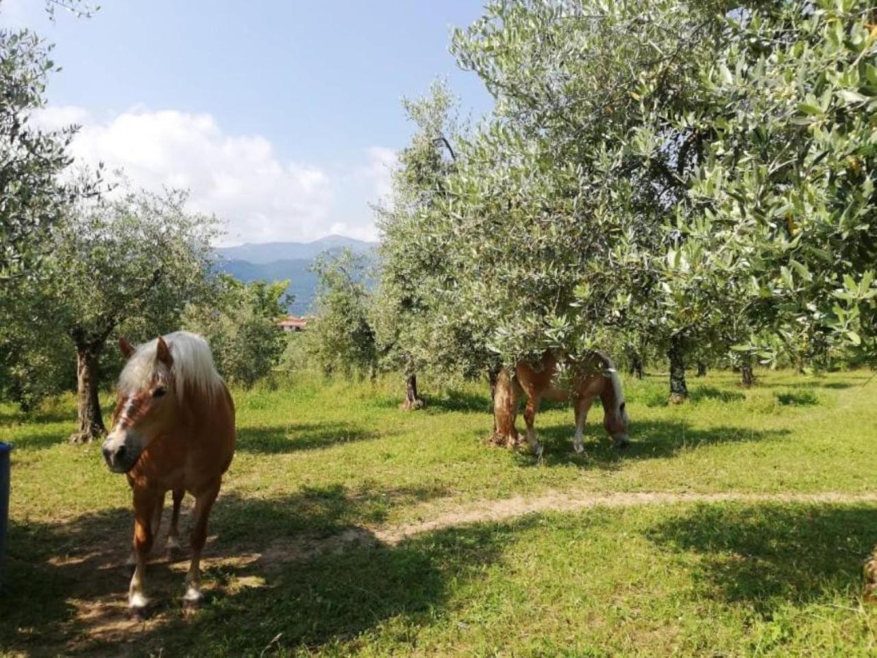 Dolce Lago B&B San Felice del Benaco Zewnętrze zdjęcie